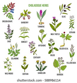 Cholagogue herbs. Hand drawn vector set of medicinal plants