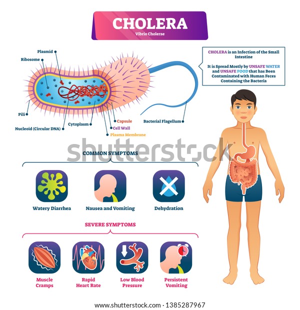 ciclo de vida vibrio cholerae