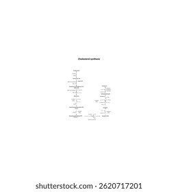 Diagrama de síntese de colesterol - ilustração esquemática simples da reação enzimática. Biossíntese via HGM CoA sintase, esqualeno, lanosterol