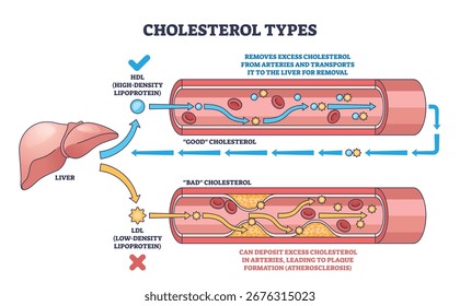 Cholesterol types are shown with HDL and LDL flow in blood vessels, highlighting liver, arteries, and cholesterol particles. Outline diagram
