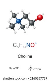 Choline, ball-and-stick model, molecular and chemical formula. Organic compound, essential nutrient for humans and a necessary component in cell membranes. Occurs as a cation that forms various salts.