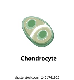 Chondrocyte. Diagram of common stem cell types. Science banner isolated on background. Medical microscopic molecular conception. Premium Vector file svg