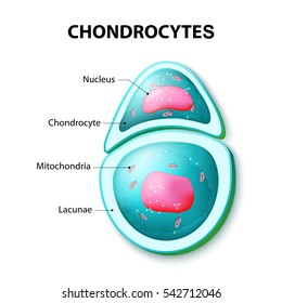 What is a chondrocyte