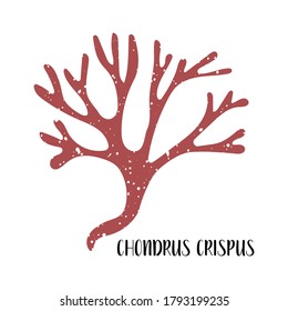 Chondrus crispus. Algas comestibles. Algas rojas o Rhodophyta. Hortalizas de mar. Ilustración plana vectorial aislada en blanco