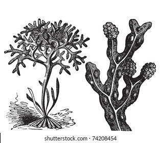 Chondrus crispus , irish moss or Fucus vesiculosus, bladderwrack engraving, old antique illustration of diffrents algaes.