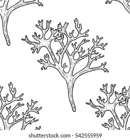 chondrus crispus pattern