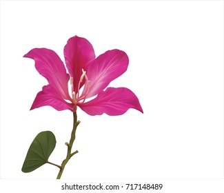 Chongkho Pink flowers