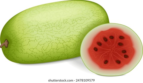 Chopped Ali Baba Watermelon. Citrullus lanatus. Fruits and vegetables. Isolated vector illustration.