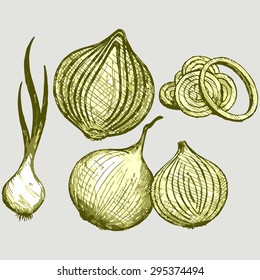 Chopped fresh onions. Vector Image