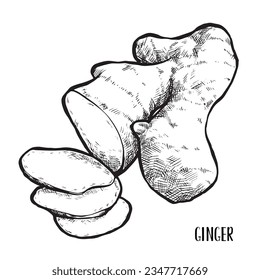 Chopped ginger root. Botanical illustration sketch. Ecologically healthy food. Illustration for a cafe or restaurant menu.