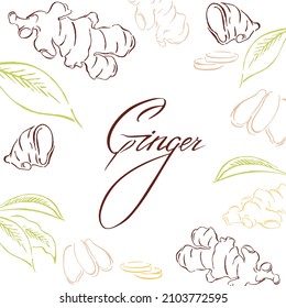 Chopped ginger root, leaves, healthy food. Vector handwork with text, sketch of botanical illustration