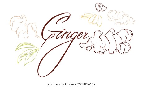 Raíz de jengibre picada, hojas, comida saludable. Mano vectorial, boceto de ilustración botánica
