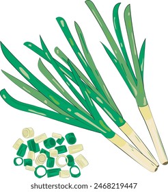 Chopped Green Onion Element Chives Slices Illustration Graphic Element Art Card
