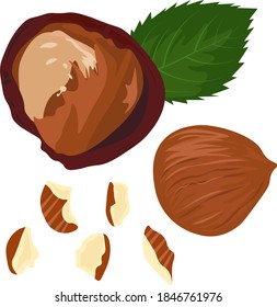 chopped hazelnuts stock vector illustration. Hazel we have this nucleus of whole hazelnuts. Pieces of crushed walnut close-up.