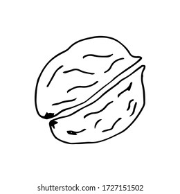 Nuez picada. Dibujado a mano. Ilustración de líneas