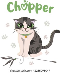 Chopper my favorite cat, Cat, Lovely pet
