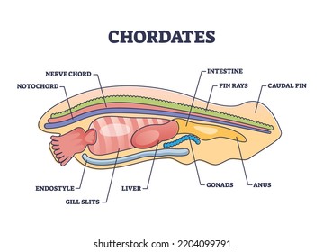 Chordates zoology and detailed anatomy structure outline diagram. Labeled educational scheme with notochord, nerve chord, endostyle or gill slits vector illustration. Caudal fin and rays location.