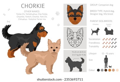 Chorkie clipart. Chihuahua Yorkshire terrier mix. Different coat colors set.  Vector illustration