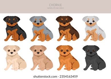 Chorkie clipart. Chihuahua Yorkshire terrier mix. Different coat colors set.  Vector illustration