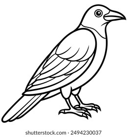 Chough bird sitting in vector icon