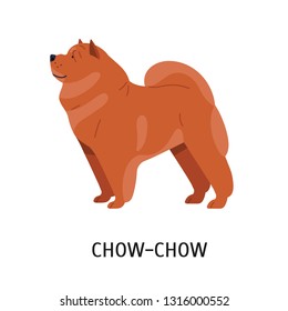 Chow Chow. Cute lovely companion dog with wrinkled skin and dense fur isolated on white background. Adorable pretty purebred domestic animal or pet. Vector illustration in flat cartoon style.