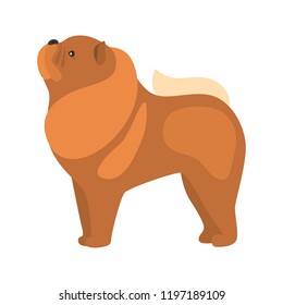 Chow dog color vector icon. Flat design