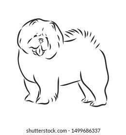 Chow Chow dog, contour vector illustration 