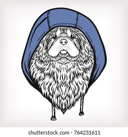 Chow Chow dog in the hood. Stock vector illustration.