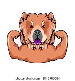 Chow chow dog with muscules. Vector Illustration Portrait of dog. Isolated on white background.