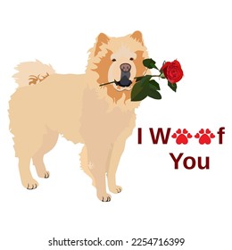 Chow chow dog with rose flower, vector illustration isolated on white background. Cute pet dog for Valentines Day, birthday greeting card.