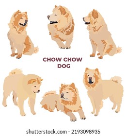 Chow chow dog set, vector illustration isolated on white background. Cute pet dog animal, cream chow chow dog breed.