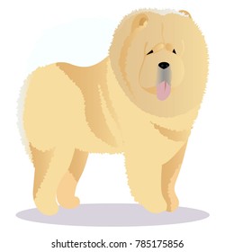 Chow chow dog tricolor