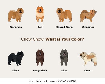 Chow Chow drawing. Cute dog characters in various poses, designs for prints adorable and cute cartoon vector sets, in different poses. All popular colors. Dog collection, red, Cinnamon, Cinna, blue.