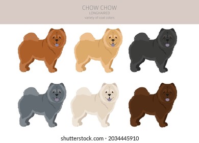 Chow chow longhaired variety clipart. Different poses, coat colors set.  Vector illustration