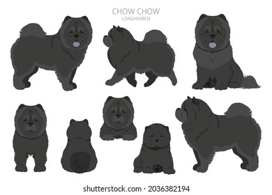 Chow chow longhaired variety clipart. Different poses, coat colors set.  Vector illustration