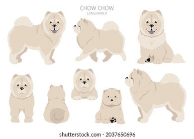 Chow chow longhaired variety clipart. Different poses, coat colors set.  Vector illustration