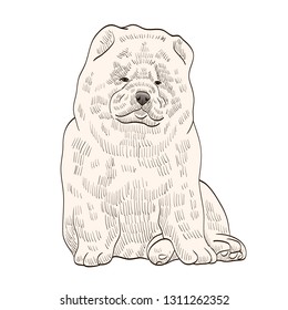 chow chow pedigree dog