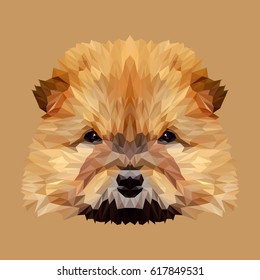 Chow chow puppy dog animal low poly design. Triangle vector illustration.