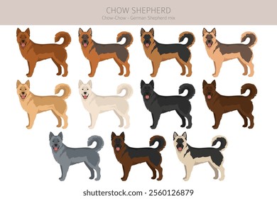 Chow Shepherd mix clipart. Chow chow German Shepherd mix. Different coat colors set.  Vector illustration