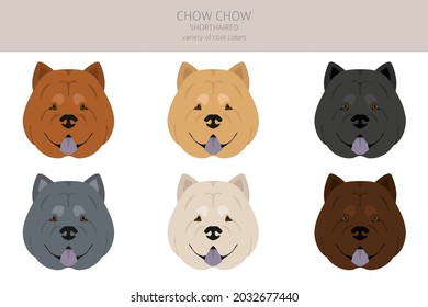 Chow chow shorthaired variety clipart. Different poses, coat colors set.  Vector illustration