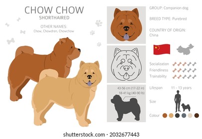 Chow chow shorthaired variety clipart. Different poses, coat colors set.  Vector illustration