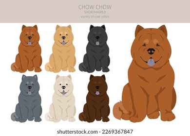 Chow chow shorthaired variety clipart. Different poses, coat colors set.  Vector illustration