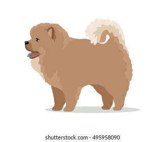 Chow-chow dog breed flat design vector. Purebred pet. Domestic friend and companion animal illustration. For pet shop ad, animalistic hobby concept, breeding illustration. Cute canine portrait. 