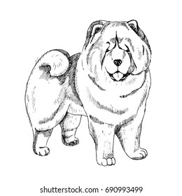 chow-chow sketch