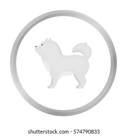 Chow-chow vector icon in monochrome style for web