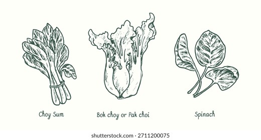 Choy sum, bok choy oder pak choi Kohl, Spinat. Tinte schwarz-weiß doodle Zeichnung im Holzschnitt-Stil