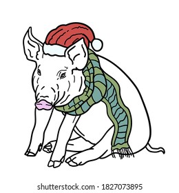 Chrismas card, pig wear Santa's red hat and green scarf sitting on white background. Vector illustration