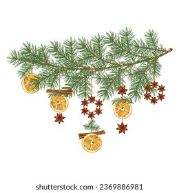 Christmas aroma garland. A spruce branch is decorated with dried oranges, rosemary and anise. Cozy home decor. Stock vector illustration on a white background.