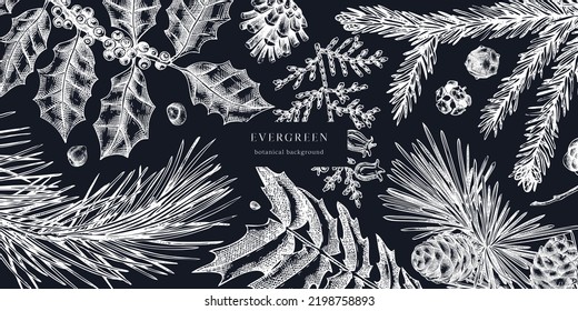 Christmas background chalkboard. Vector frame with hand-drawn conifers sketch - cypress, fir, spruce, pine, holly, yew. Vintage design for Christmas decoration. Winter trees botanical illustration