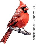 Christmas bird red. Red cardinal bird. Vector illustration. Holiday drawing